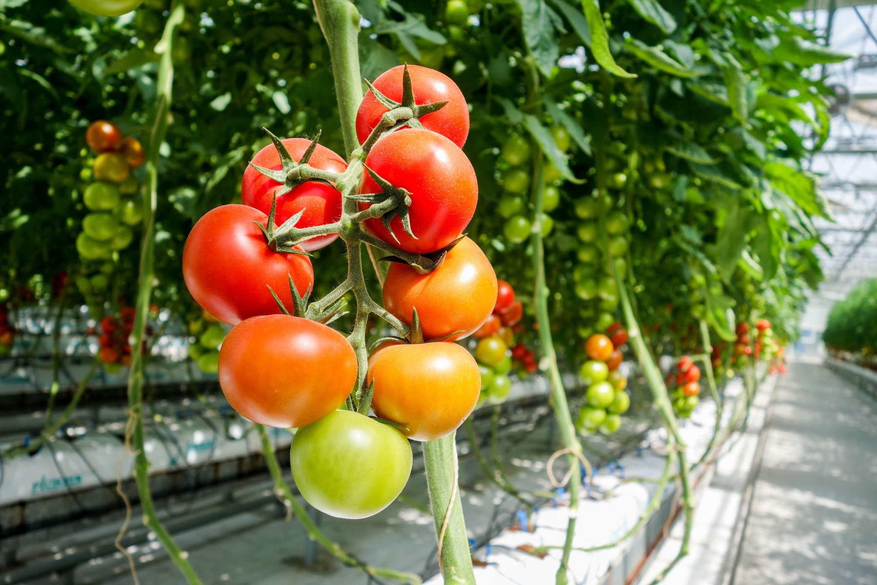 Eversorb® 990 Building a Robust and Sustainable Agricultural Future